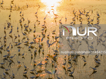 Thousands of birds are flocking to the Hongze Lake wetland in Suqian, China, on August 4, 2024. (