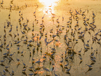 Thousands of birds are flocking to the Hongze Lake wetland in Suqian, China, on August 4, 2024. (