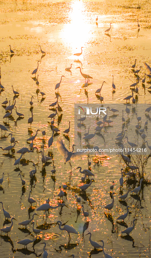 Thousands of birds are flocking to the Hongze Lake wetland in Suqian, China, on August 4, 2024. 