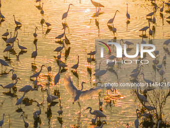 Thousands of birds are flocking to the Hongze Lake wetland in Suqian, China, on August 4, 2024. (