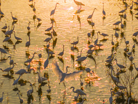 Thousands of birds are flocking to the Hongze Lake wetland in Suqian, China, on August 4, 2024. (