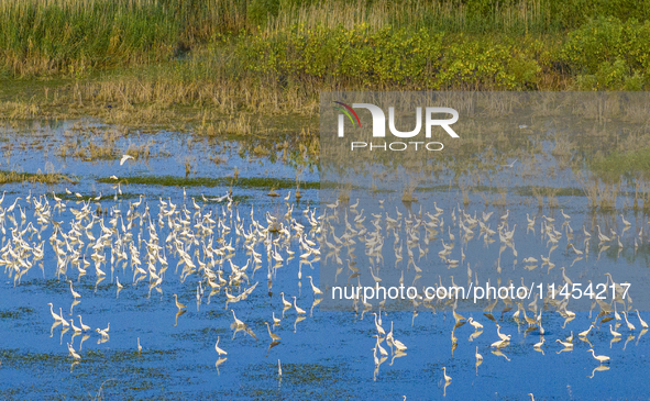 Thousands of birds are flocking to the Hongze Lake wetland in Suqian, China, on August 4, 2024. 