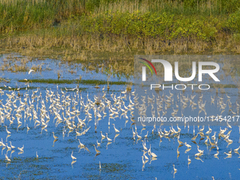 Thousands of birds are flocking to the Hongze Lake wetland in Suqian, China, on August 4, 2024. (