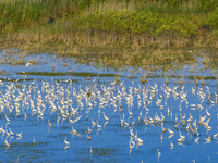 Thousands of birds are flocking to the Hongze Lake wetland in Suqian, China, on August 4, 2024. (