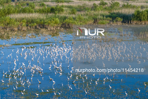 Thousands of birds are flocking to the Hongze Lake wetland in Suqian, China, on August 4, 2024. 