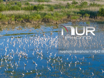 Thousands of birds are flocking to the Hongze Lake wetland in Suqian, China, on August 4, 2024. (