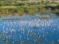 Thousands of birds are flocking to the Hongze Lake wetland in Suqian, China, on August 4, 2024. (