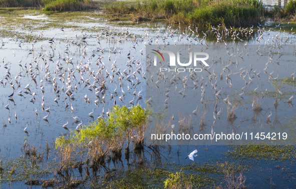 Thousands of birds are flocking to the Hongze Lake wetland in Suqian, China, on August 4, 2024. 