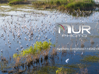 Thousands of birds are flocking to the Hongze Lake wetland in Suqian, China, on August 4, 2024. (