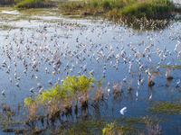 Thousands of birds are flocking to the Hongze Lake wetland in Suqian, China, on August 4, 2024. (