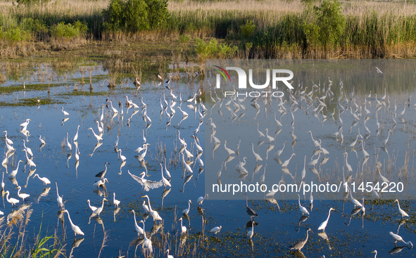 Thousands of birds are flocking to the Hongze Lake wetland in Suqian, China, on August 4, 2024. 