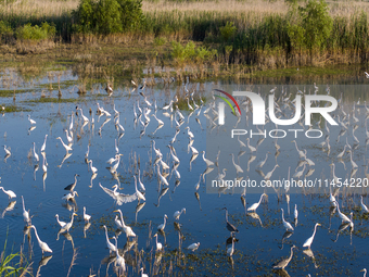 Thousands of birds are flocking to the Hongze Lake wetland in Suqian, China, on August 4, 2024. (