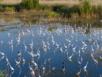 Thousands of birds are flocking to the Hongze Lake wetland in Suqian, China, on August 4, 2024. (