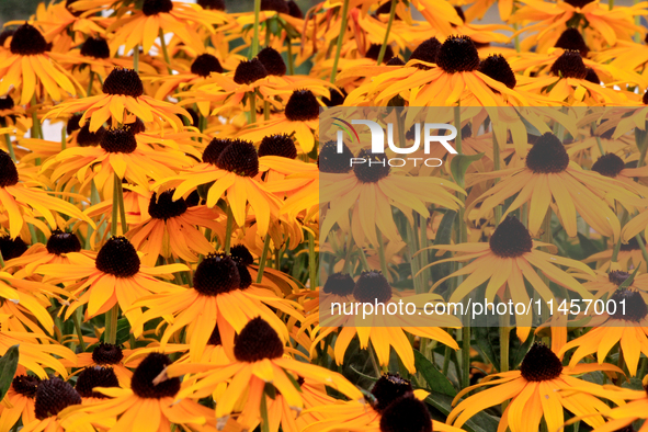 A garden of black-eyed Susans, Rudbeckia hirta, is being photographed in Brampton, Ontario, on August 5, 2024. 