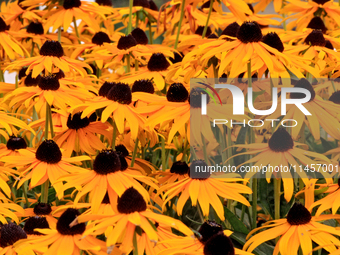 A garden of black-eyed Susans, Rudbeckia hirta, is being photographed in Brampton, Ontario, on August 5, 2024. (