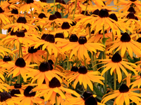 A garden of black-eyed Susans, Rudbeckia hirta, is being photographed in Brampton, Ontario, on August 5, 2024. (