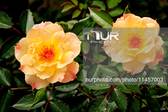 A pair of roses are being shown in a garden in downtown Brampton, Ontario, on August 5, 2024. 