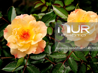 A pair of roses are being shown in a garden in downtown Brampton, Ontario, on August 5, 2024. (