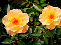 A pair of roses are being shown in a garden in downtown Brampton, Ontario, on August 5, 2024. (