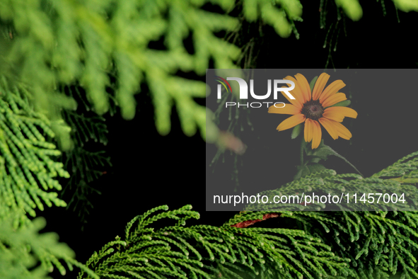 A black-eyed Susan, Rudbeckia hirta, is being photographed within an evergreen tree in Brampton, Ontario, on August 5, 2024. 