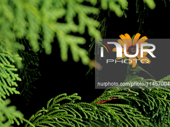 A black-eyed Susan, Rudbeckia hirta, is being photographed within an evergreen tree in Brampton, Ontario, on August 5, 2024. (