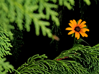 A black-eyed Susan, Rudbeckia hirta, is being photographed within an evergreen tree in Brampton, Ontario, on August 5, 2024. (