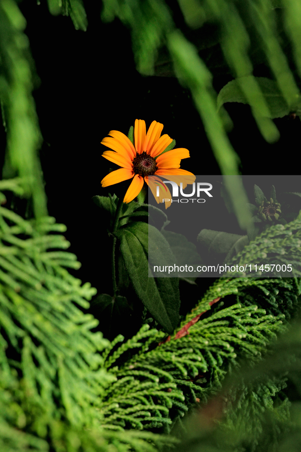 A black-eyed Susan, Rudbeckia hirta, is being photographed in Brampton, Ontario, on August 5, 2024. 