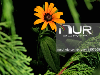 A black-eyed Susan, Rudbeckia hirta, is being photographed in Brampton, Ontario, on August 5, 2024. (