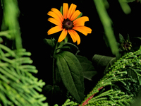 A black-eyed Susan, Rudbeckia hirta, is being photographed in Brampton, Ontario, on August 5, 2024. (