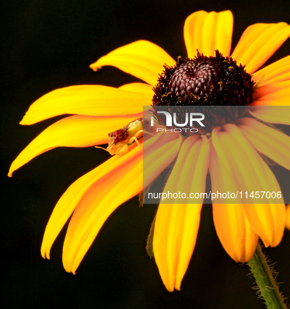 An ambush bug, Phymata sp., is perching on a black-eyed Susan ray floret in a garden in Brampton, Ontario, on August 5, 2024. 