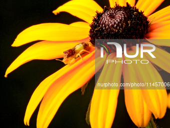 An ambush bug, Phymata sp., is perching on a black-eyed Susan ray floret in a garden in Brampton, Ontario, on August 5, 2024. (