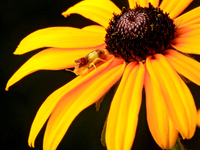 An ambush bug, Phymata sp., is perching on a black-eyed Susan ray floret in a garden in Brampton, Ontario, on August 5, 2024. (