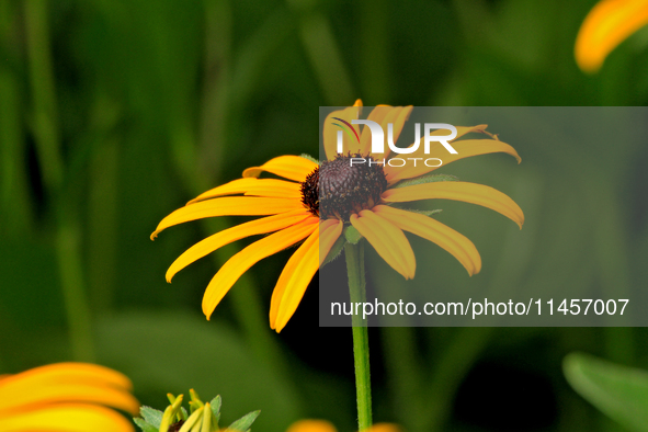 A black-eyed Susan, Rudbeckia hirta, is being photographed in Brampton, Ontario, on August 5, 2024. 