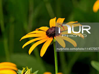 A black-eyed Susan, Rudbeckia hirta, is being photographed in Brampton, Ontario, on August 5, 2024. (