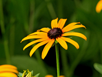 A black-eyed Susan, Rudbeckia hirta, is being photographed in Brampton, Ontario, on August 5, 2024. (