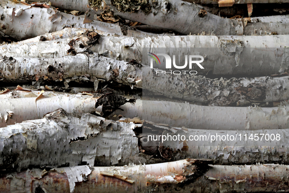 A collection of birch trees is being photographed in Brampton, Ontario, on August 5, 2024. 