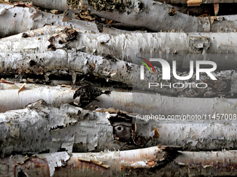 A collection of birch trees is being photographed in Brampton, Ontario, on August 5, 2024. (