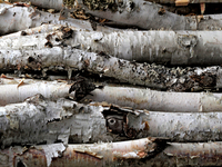 A collection of birch trees is being photographed in Brampton, Ontario, on August 5, 2024. (