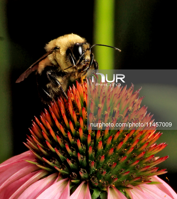 A bee is collecting nectar from a cone flower, Echinacea purpurea, in Brampton, Ontario, on August 5, 2024. 