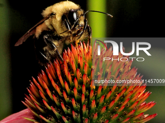 A bee is collecting nectar from a cone flower, Echinacea purpurea, in Brampton, Ontario, on August 5, 2024. (