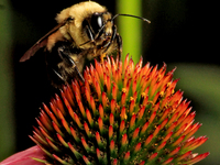 A bee is collecting nectar from a cone flower, Echinacea purpurea, in Brampton, Ontario, on August 5, 2024. (