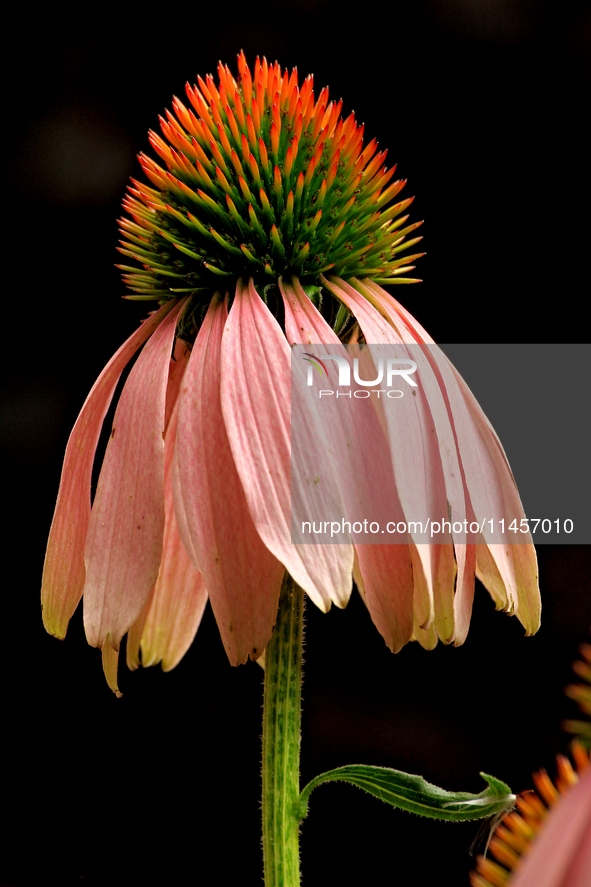 A cone flower, Echinacea purpurea, is being photographed in Brampton, Ontario, on August 5, 2024. 