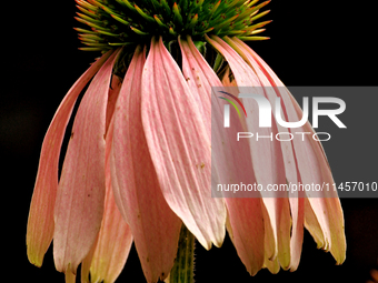 A cone flower, Echinacea purpurea, is being photographed in Brampton, Ontario, on August 5, 2024. (