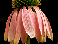 A cone flower, Echinacea purpurea, is being photographed in Brampton, Ontario, on August 5, 2024. (