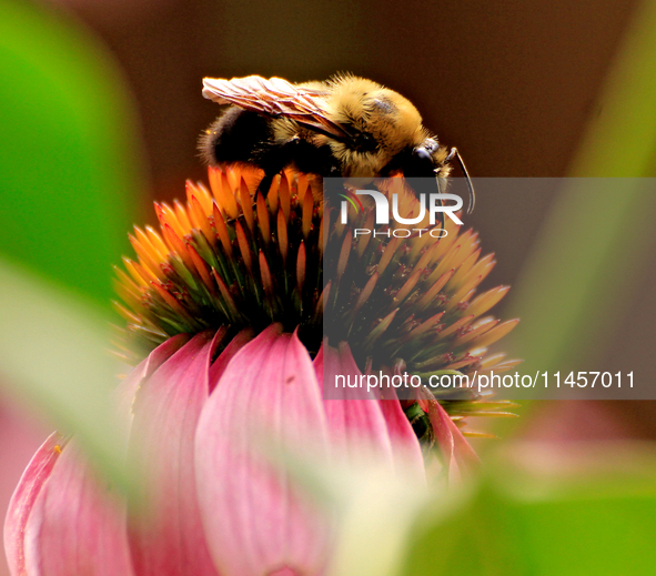 A bee is collecting nectar from a cone flower, Echinacea purpurea, in Brampton, Ontario, on August 5, 2024. 