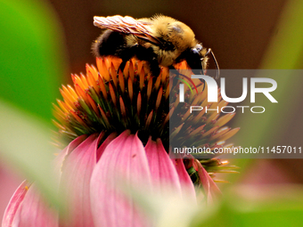 A bee is collecting nectar from a cone flower, Echinacea purpurea, in Brampton, Ontario, on August 5, 2024. (