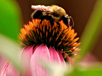 A bee is collecting nectar from a cone flower, Echinacea purpurea, in Brampton, Ontario, on August 5, 2024. (