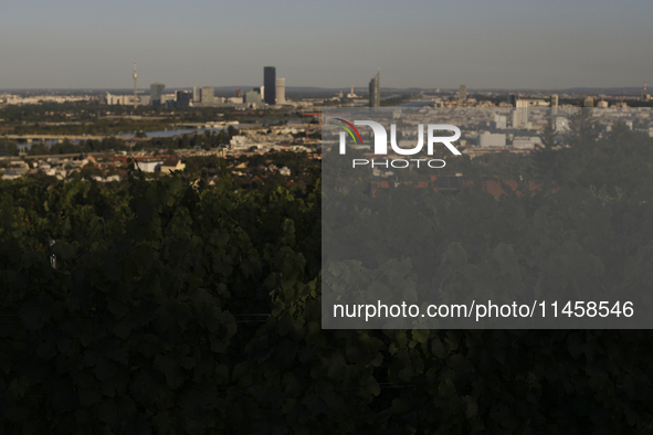 Vineyard plantations with panoramic views of the city. Vienna, Austria, Tuesday, August 6, 2024. 