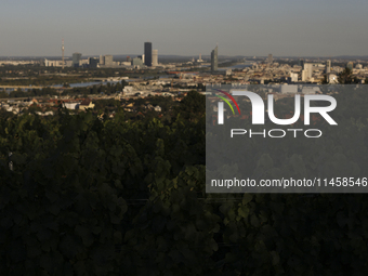 Vineyard plantations with panoramic views of the city. Vienna, Austria, Tuesday, August 6, 2024. (