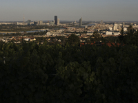 Vineyard plantations with panoramic views of the city. Vienna, Austria, Tuesday, August 6, 2024. (